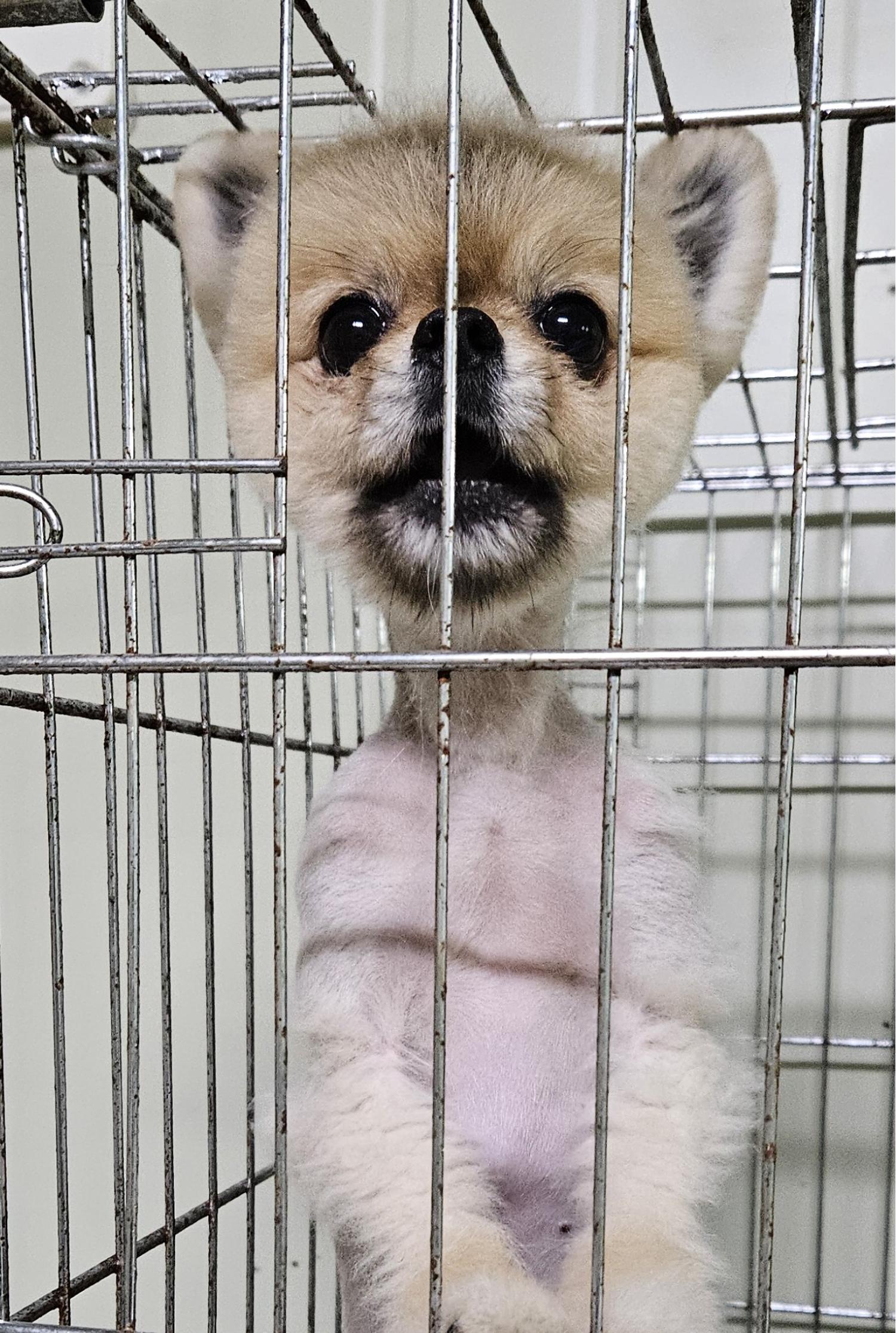 종료(입양) 포메라…